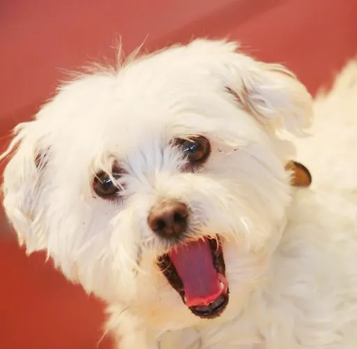 Hotel Hotel-gasthof Restaurant Murblick 3*